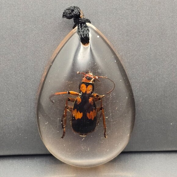 Lucite Pendant w/ Bombardier Beetle Acid-Squirting Insect Teardrop Shape 1.75" - Picture 1 of 7